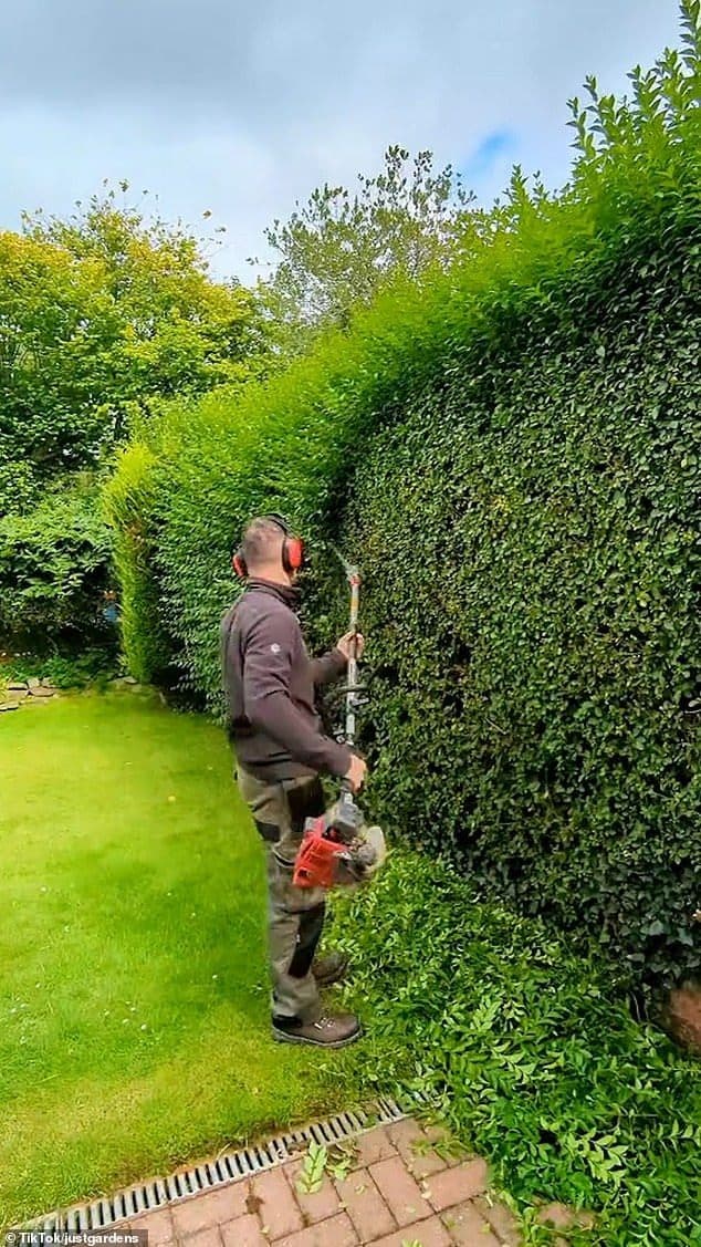 Hedge Trimming